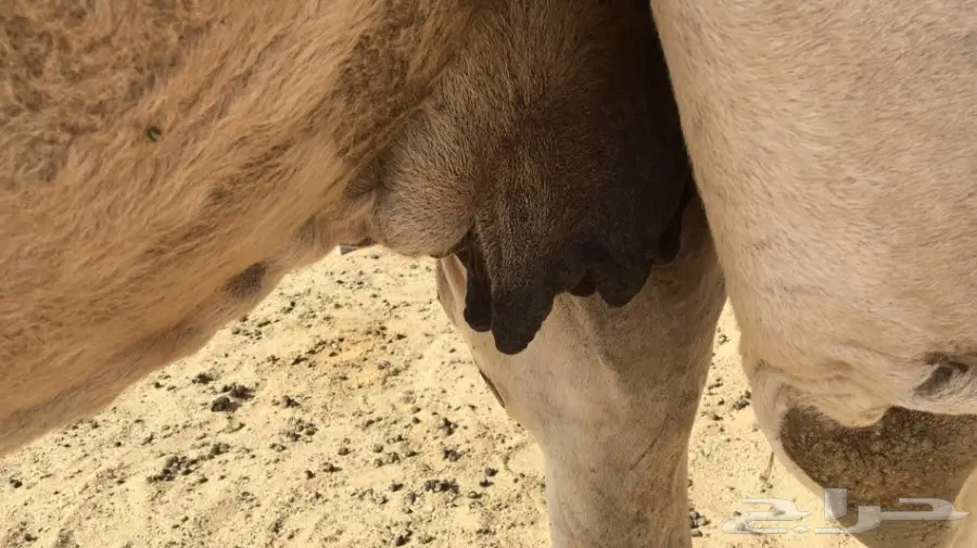 للبيع ناقه شقحاء ضريبه طيبه  (image 4)