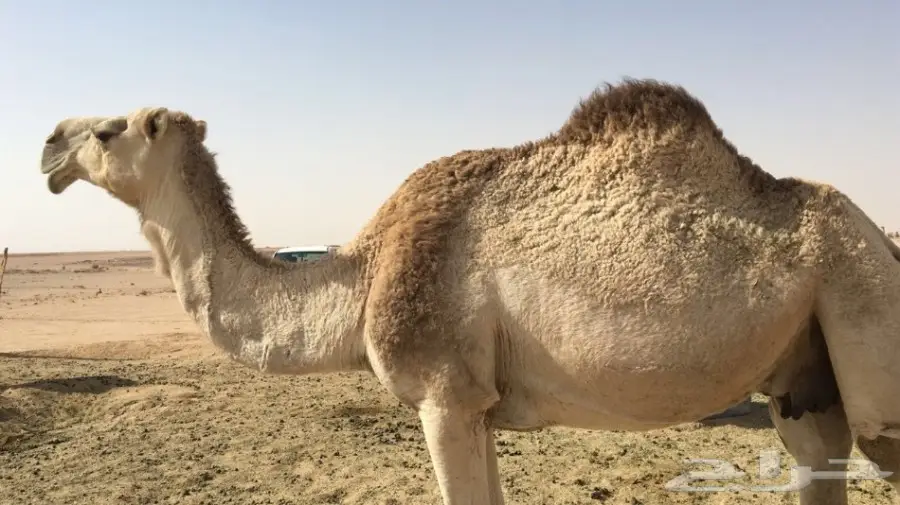 للبيع ناقه شقحاء ضريبه طيبه  (image 5)