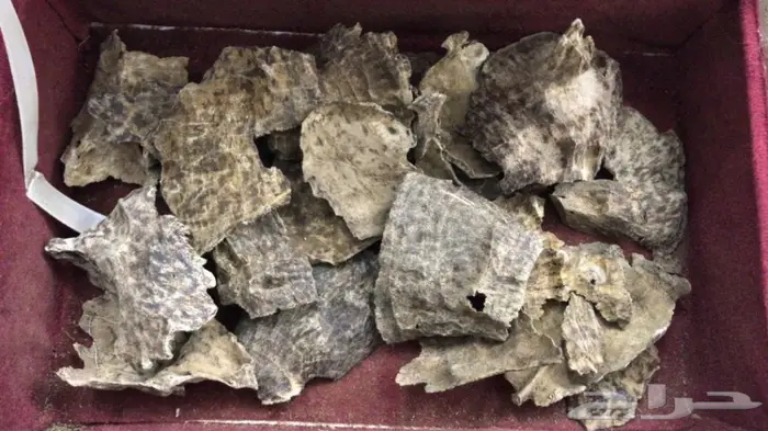 الدهن الكمبودي الجبلي دهن المميزين والنخبه  13