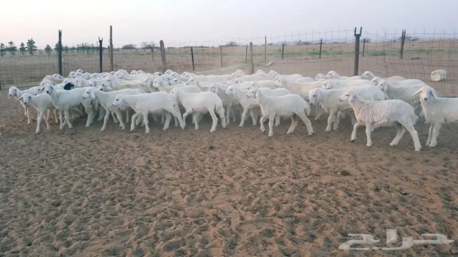 طليان ورخال حريه للبيع الموقع القنفذه