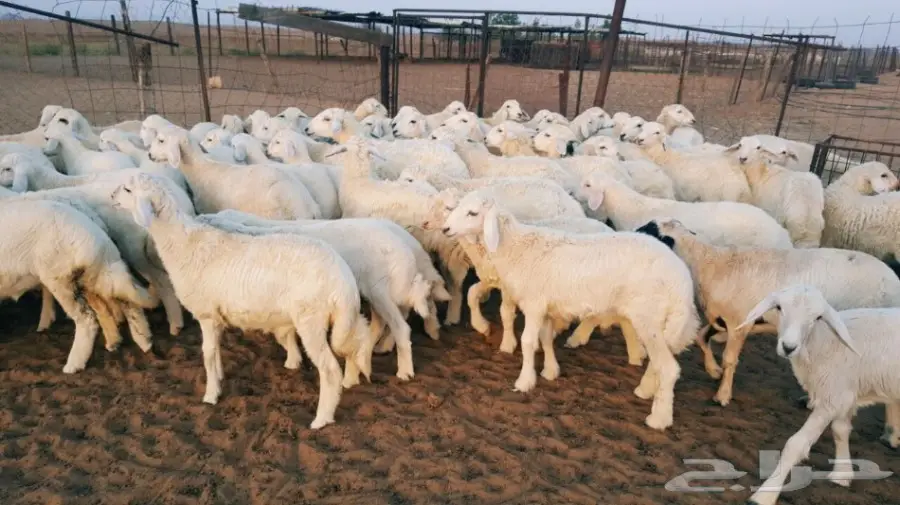 طليان ورخال حريه للبيع الموقع القنفذه (image 1)