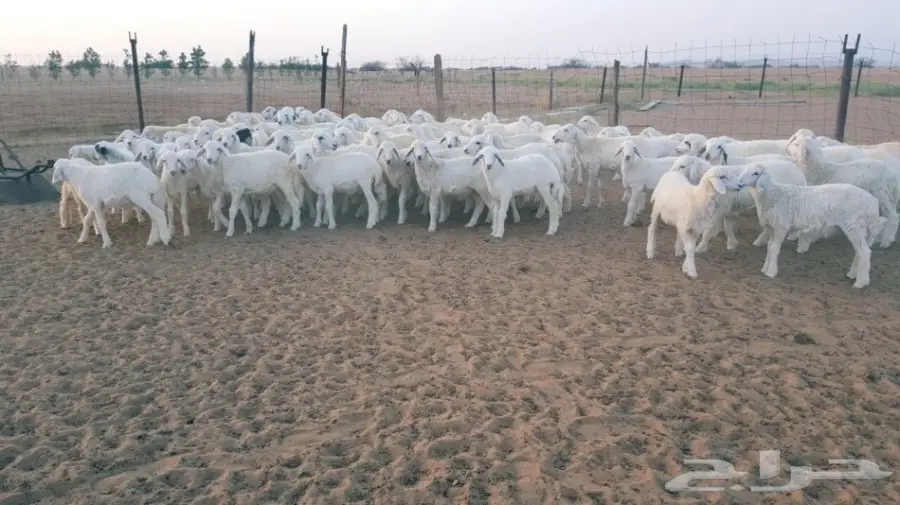 طليان ورخال حريه للبيع الموقع القنفذه (image 2)