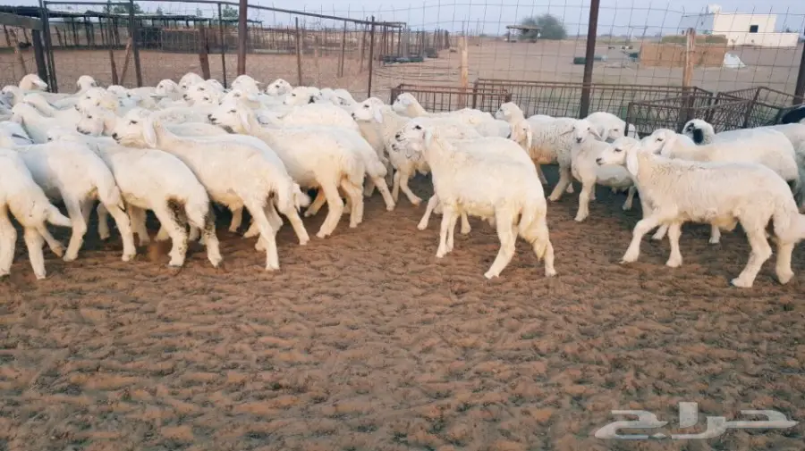 طليان ورخال حريه للبيع الموقع القنفذه (image 4)