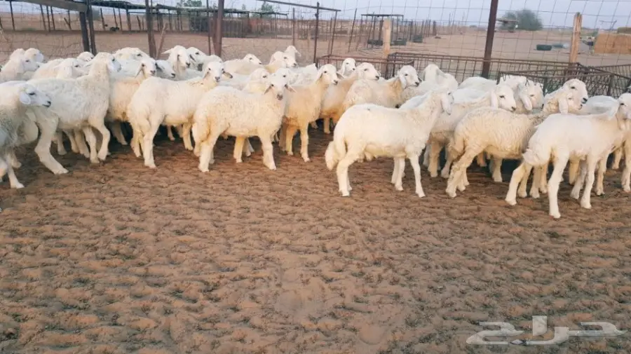 طليان ورخال حريه للبيع الموقع القنفذه (image 5)