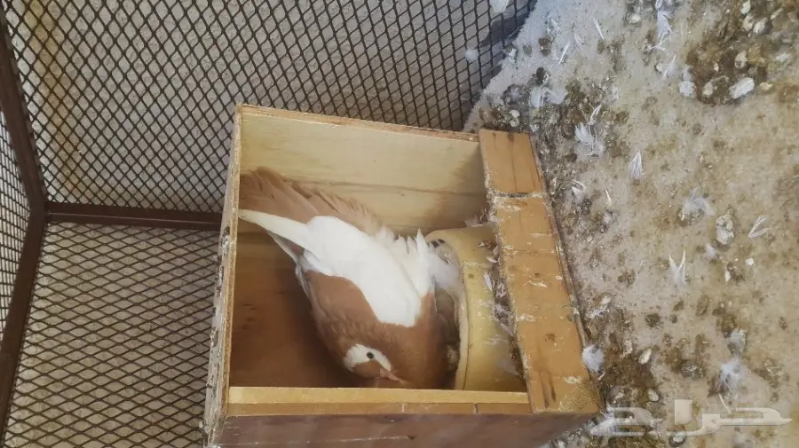 جوز نفاخ مسوبع سبيشل