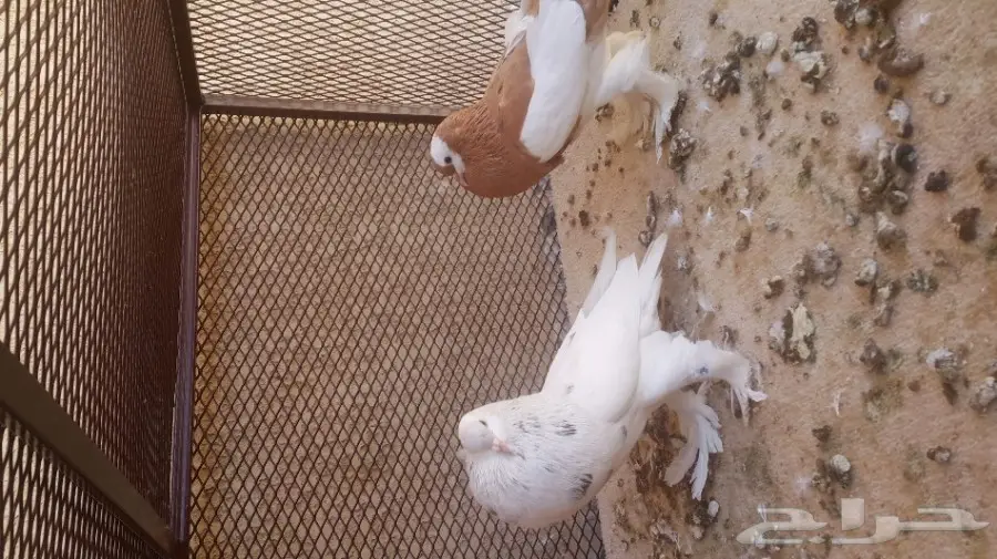 جوز نفاخ مسوبع سبيشل (image 1)