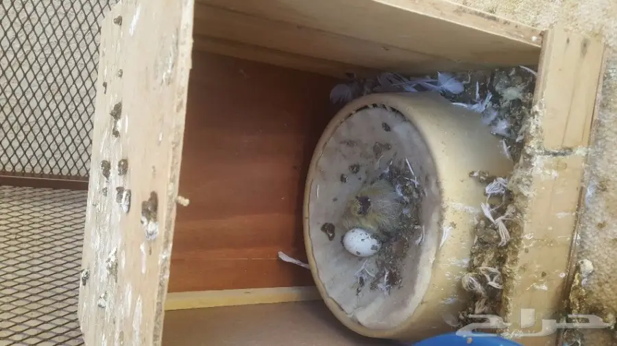 جوز نفاخ مسوبع سبيشل (image 3)