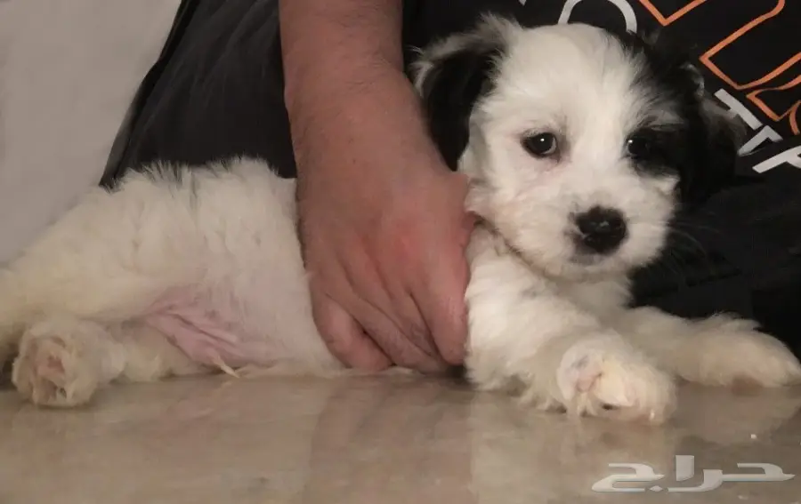 كلب مالتيز - Maltese Dog (image 2)
