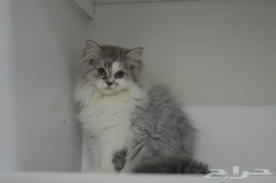 شيرازي مون فيس بيور