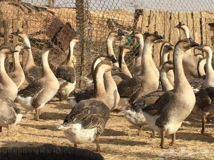 صوص (وز عراقي )