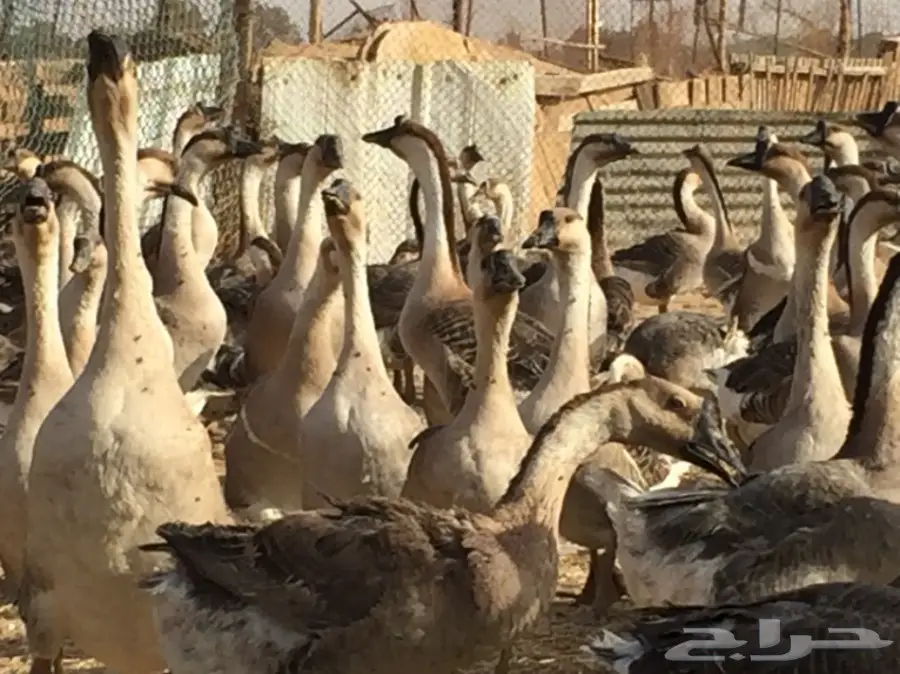 صوص (وز عراقي ) (image 1)