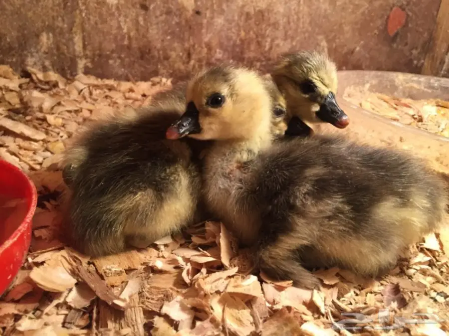 صوص (وز عراقي ) (image 2)