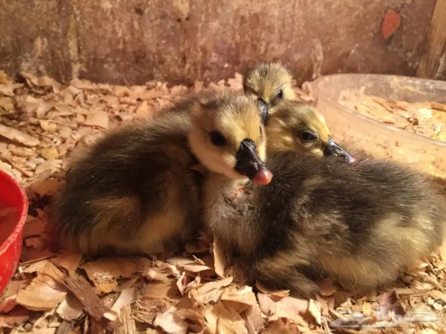 صوص (وز عراقي ) (image 4)