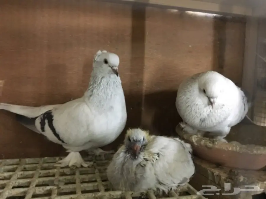 جوز ثلجي توب 