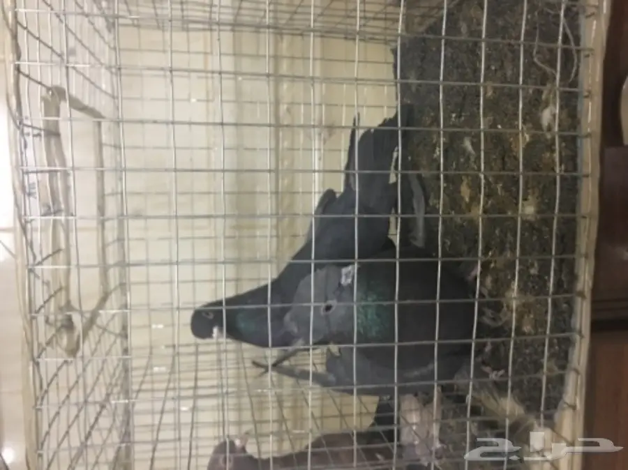 حمام للبيع تركي وصنعاني وقطيفي 