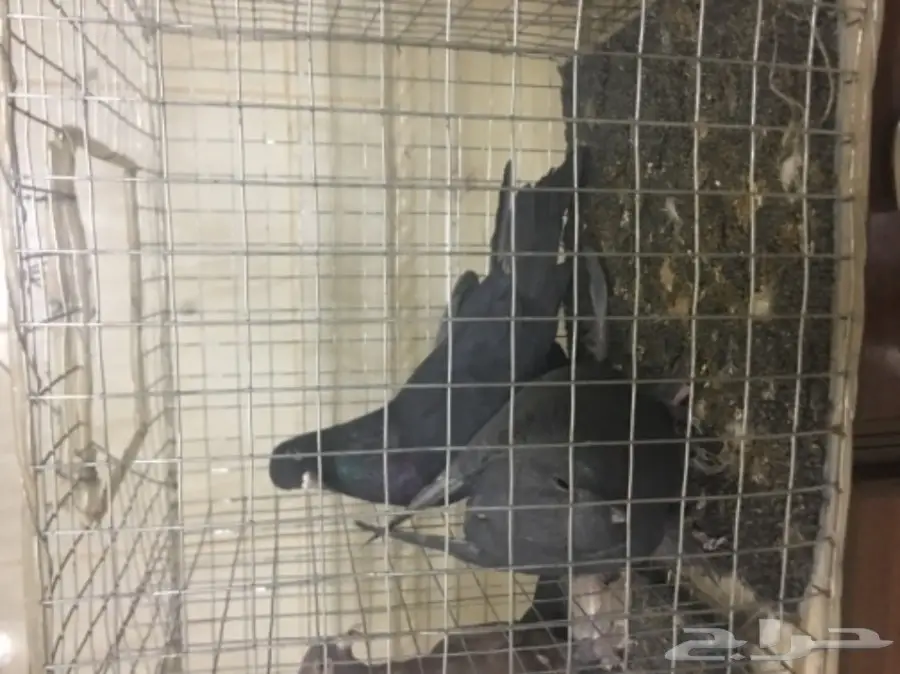 حمام للبيع تركي وصنعاني وقطيفي  (image 1)