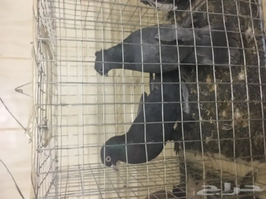 حمام للبيع تركي وصنعاني وقطيفي  (image 2)