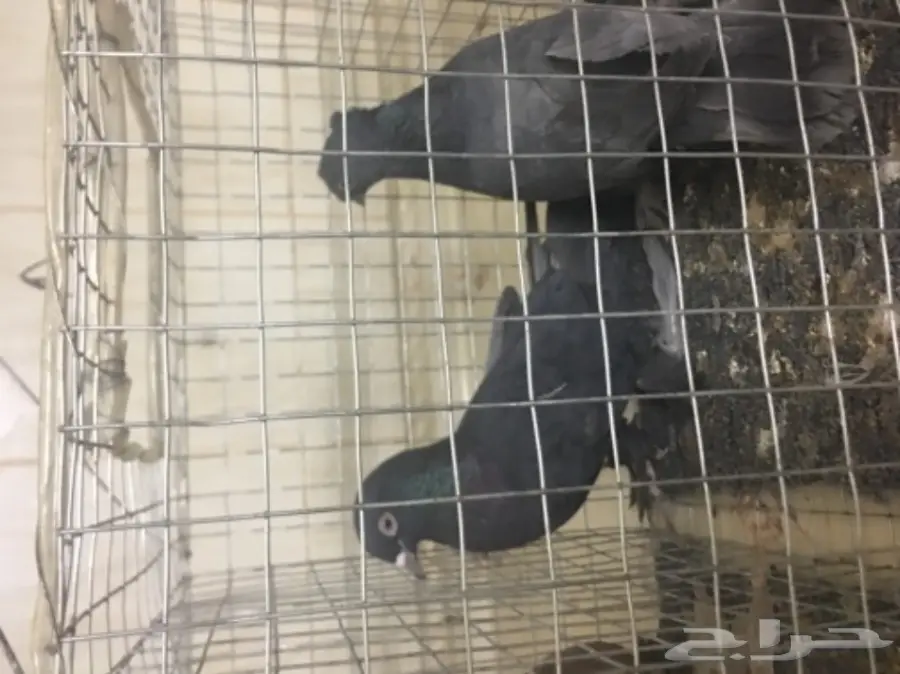 حمام للبيع تركي وصنعاني وقطيفي  (image 3)