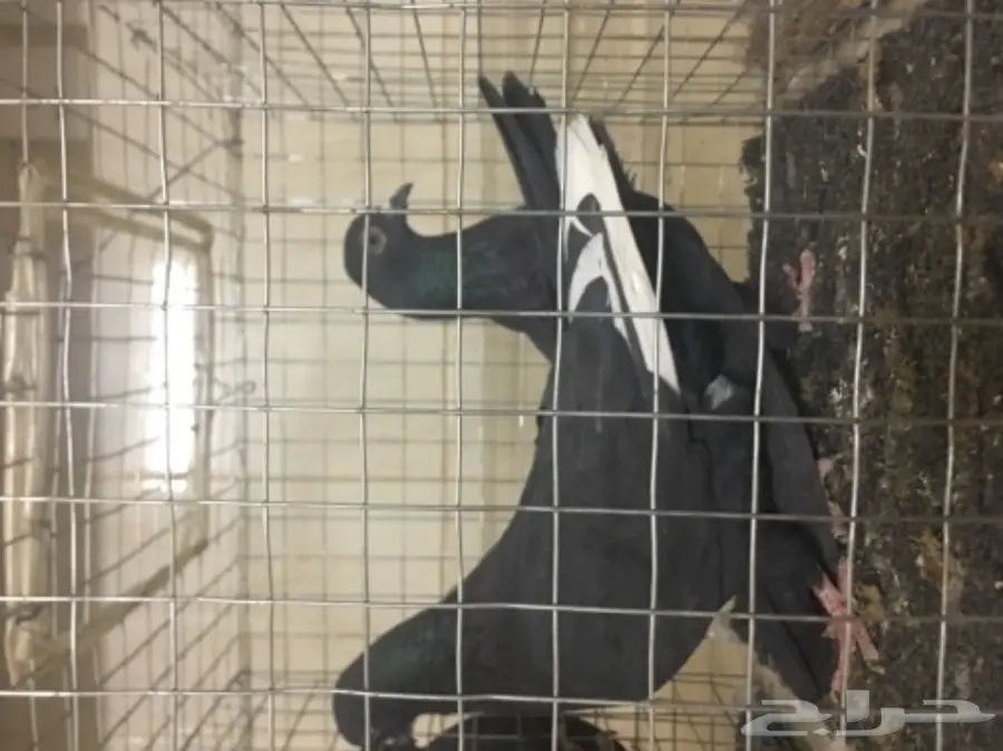 حمام للبيع تركي وصنعاني وقطيفي  (image 4)