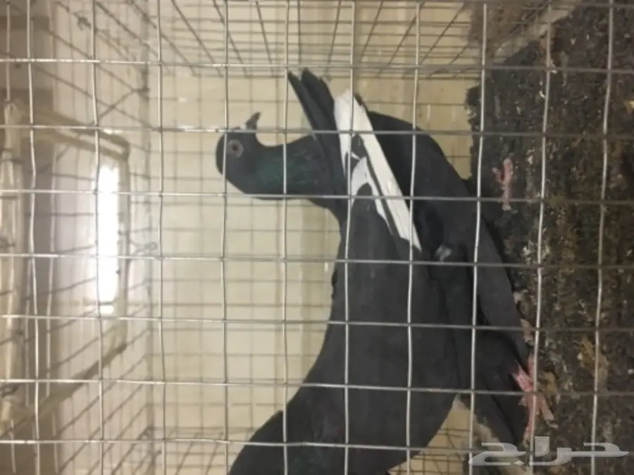 حمام للبيع تركي وصنعاني وقطيفي  (image 5)