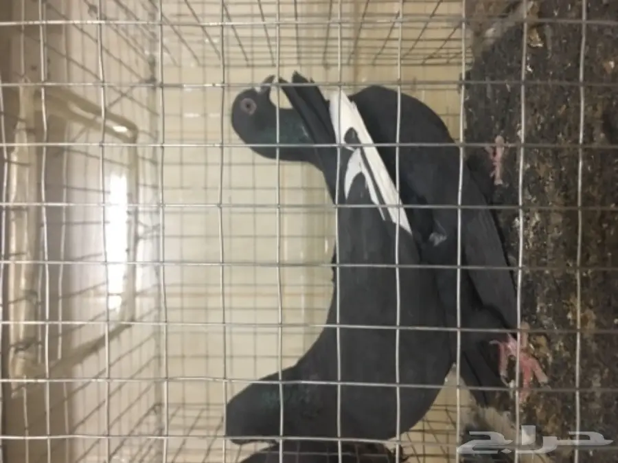 حمام للبيع تركي وصنعاني وقطيفي  (image 6)