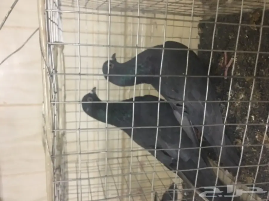 حمام للبيع تركي وصنعاني وقطيفي  (image 7)