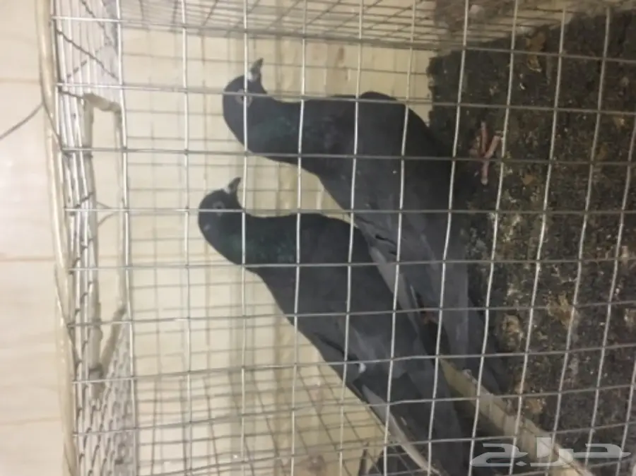 حمام للبيع تركي وصنعاني وقطيفي  (image 8)