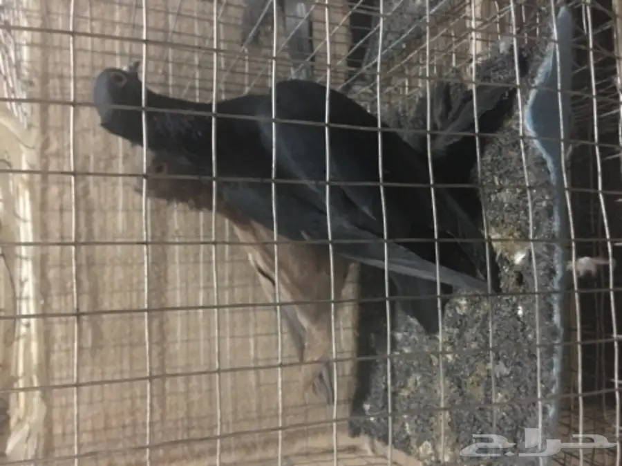 حمام للبيع تركي وصنعاني وقطيفي  (image 9)