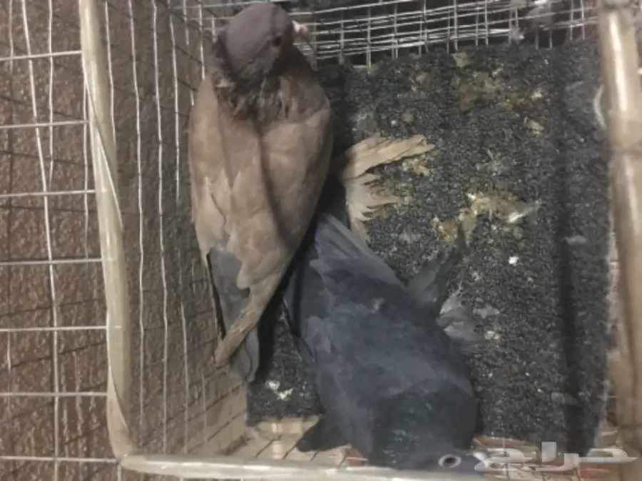 حمام للبيع تركي وصنعاني وقطيفي  (image 10)