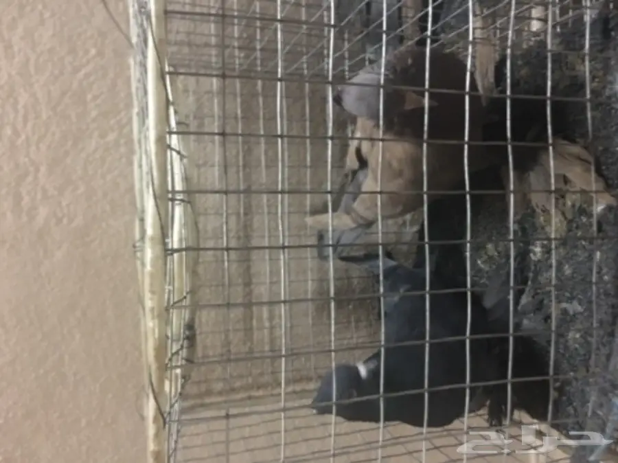 حمام للبيع تركي وصنعاني وقطيفي  (image 11)