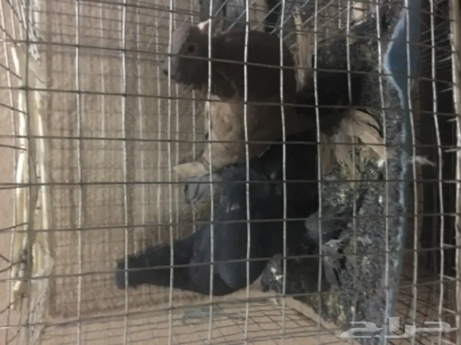 حمام للبيع تركي وصنعاني وقطيفي  (image 13)