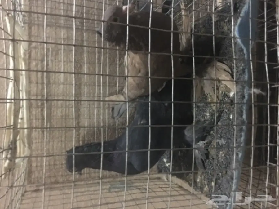 حمام للبيع تركي وصنعاني وقطيفي  (image 14)