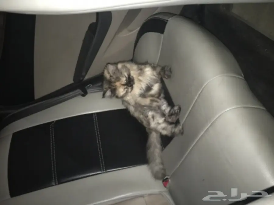 قطه شيرازي للبيع