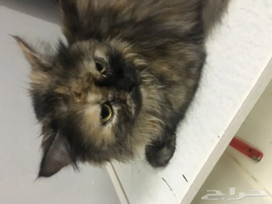 قطه شيرازي للبيع (image 2)