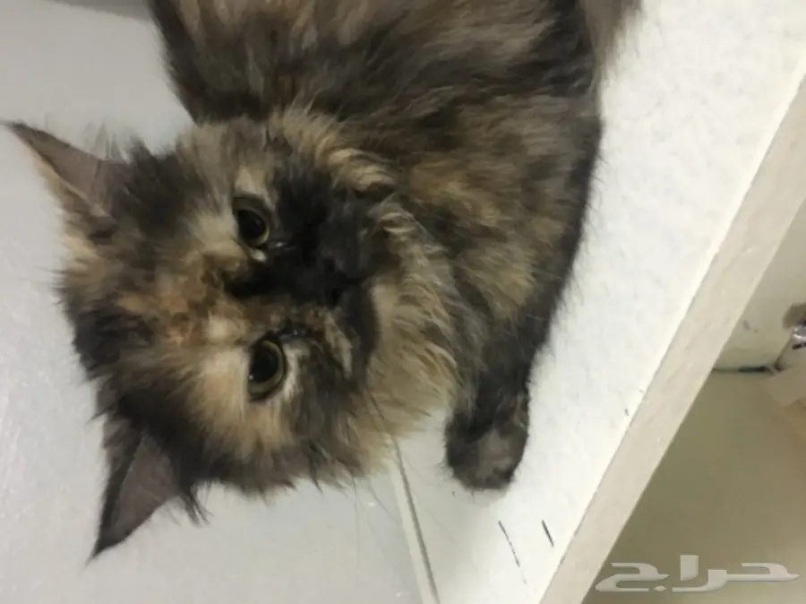 قطه شيرازي للبيع (image 3)