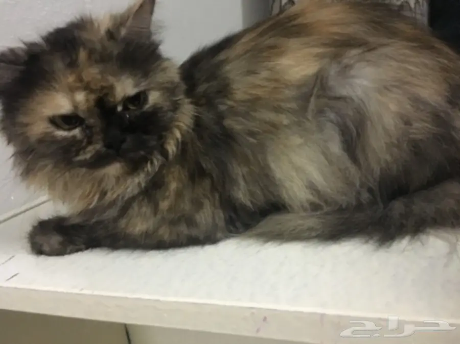 قطه شيرازي للبيع (image 4)