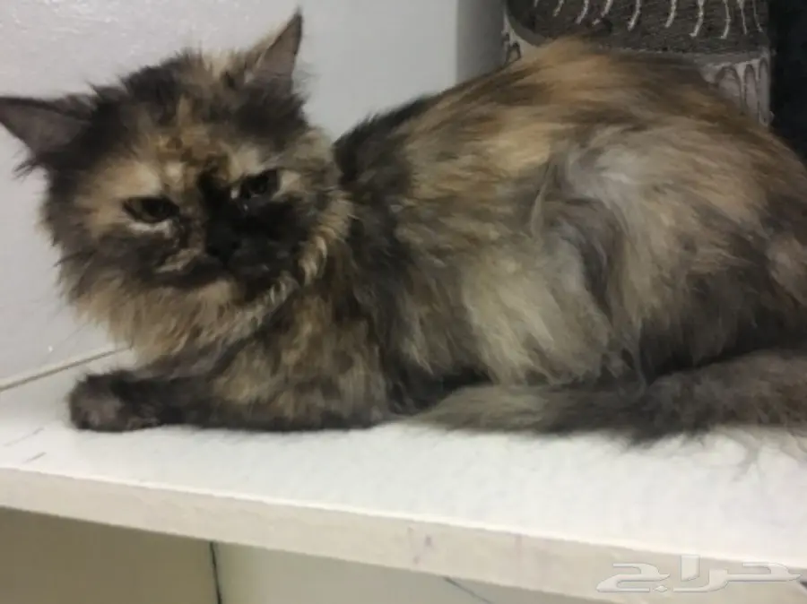 قطه شيرازي للبيع (image 5)