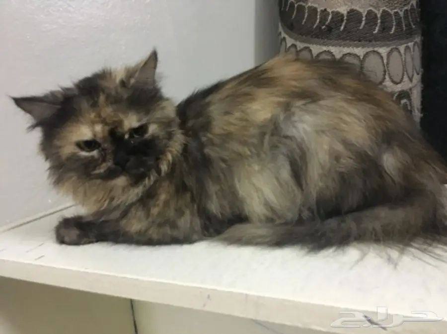 قطه شيرازي للبيع (image 6)