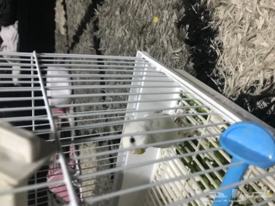 للبيع او بدلجوز بادجي ابيض جاهز جدا بفرخ روز 