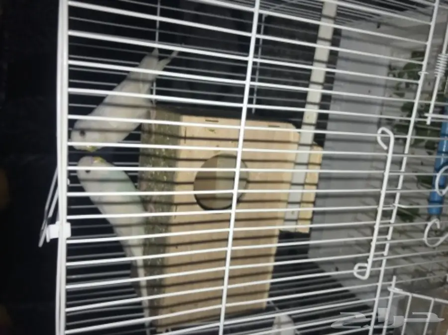 للبيع او بدلجوز بادجي ابيض جاهز جدا بفرخ روز  (image 3)