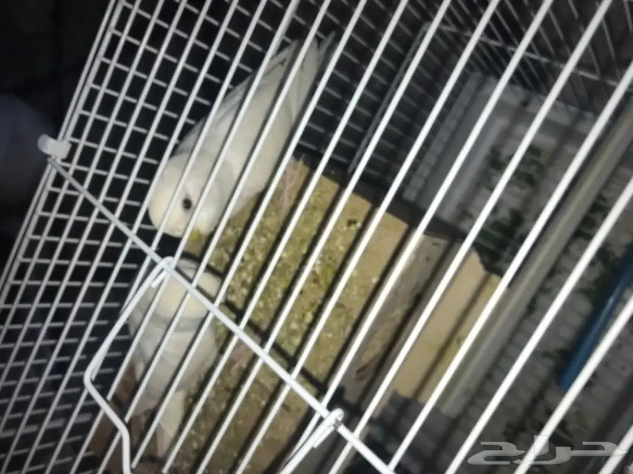 للبيع او بدلجوز بادجي ابيض جاهز جدا بفرخ روز  (image 4)