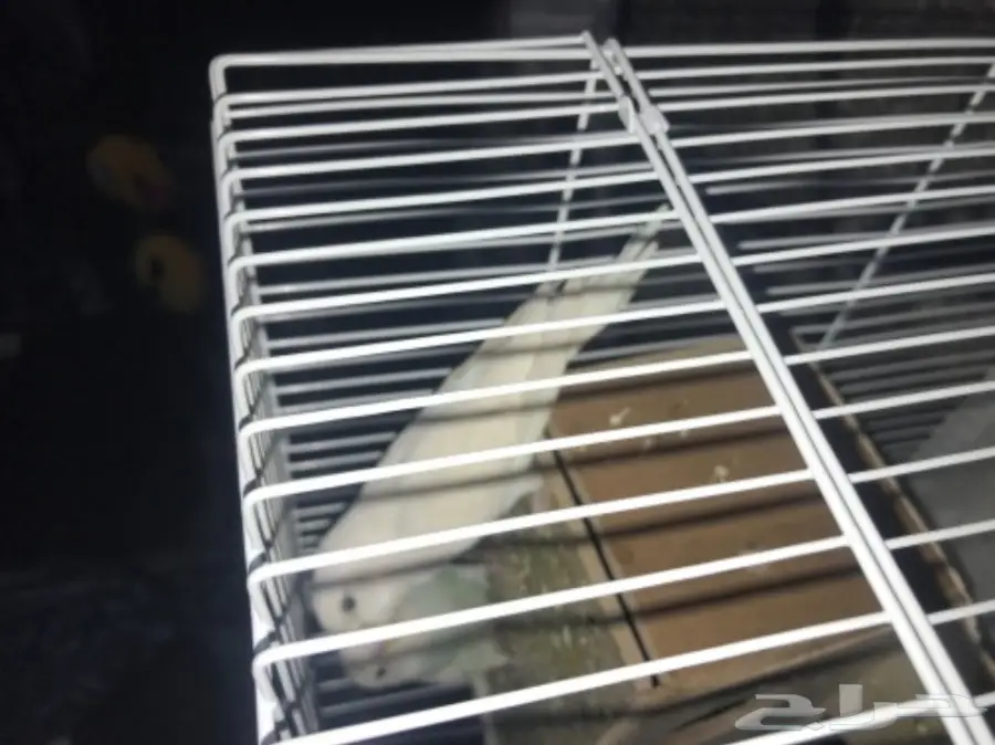 للبيع او بدلجوز بادجي ابيض جاهز جدا بفرخ روز  (image 5)