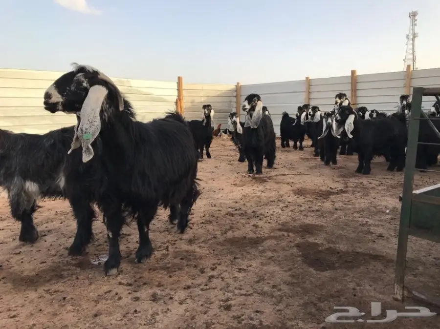 معزاء عوارض معرفات للبيع  (image 2)