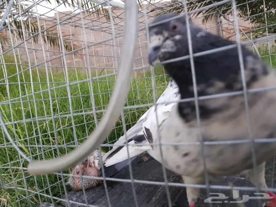 حمام باكستاني للبيع او البدل (image 13)