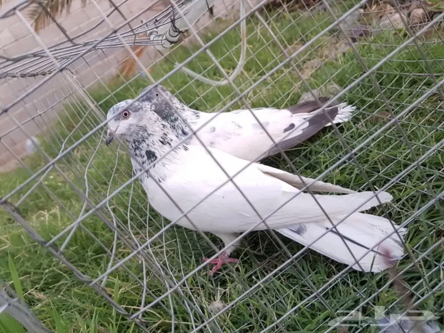 حمام باكستاني للبيع او البدل (image 15)