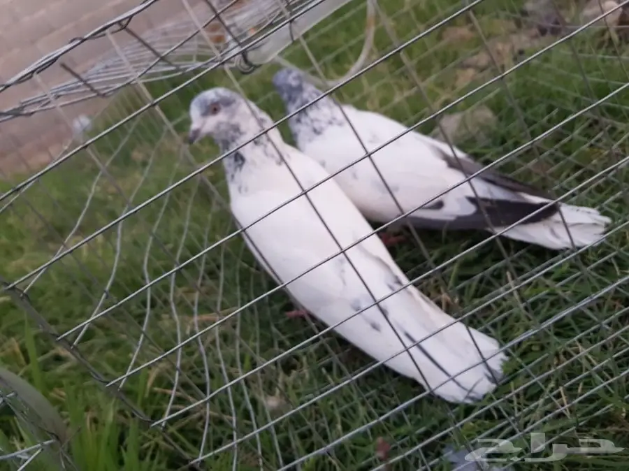 حمام باكستاني للبيع او البدل (image 17)