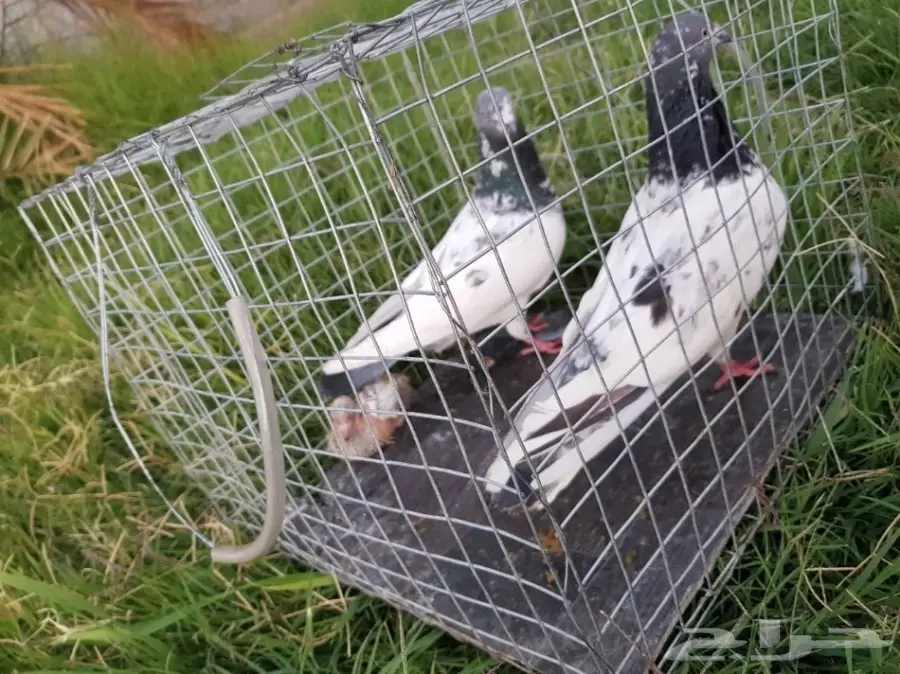 حمام باكستاني للبيع او البدل (image 19)