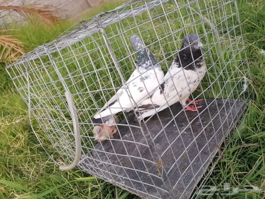 حمام باكستاني للبيع او البدل (image 20)