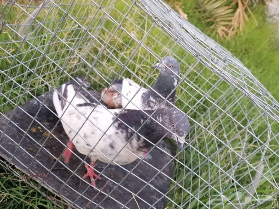 حمام باكستاني للبيع او البدل (image 23)