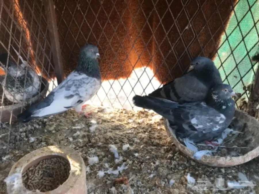 حمام باكستاني 